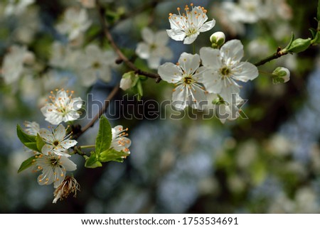 Plum tree blossom with blurred background