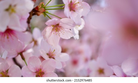 Plum tree blossom in spring. Close-up plum blossom. Focus on flower. - Powered by Shutterstock