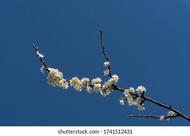 Plum Tree Blossom In UK - Spring