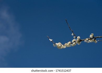 Plum Tree Blossom In UK - Spring