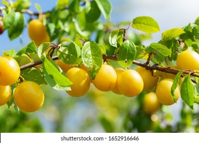 Plum Tree. Branch Of Ripening Yellow Plums In A Garden