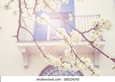 Plum tree branches covered with flowers in front of a country house balcony with blue shutters, in the warm spring light.