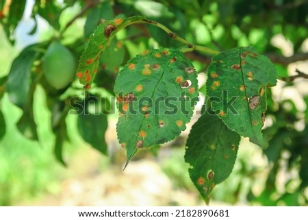 plum tree disease. clasterosporiasis, coccomycosis, marsoniosis on plum leaves