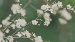 Plum Tree Flower Blossom. Flowering Tree In Springtime. White Small Cherry And Plum Flowers.