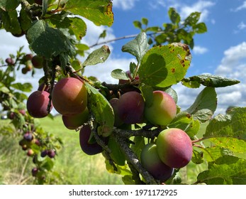 Plum Tree Laden With Fruit In August In The UK.