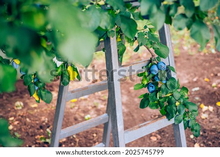 Plum tree with ripe plums and ladder at harvest time. Fruits in an orchard garden.