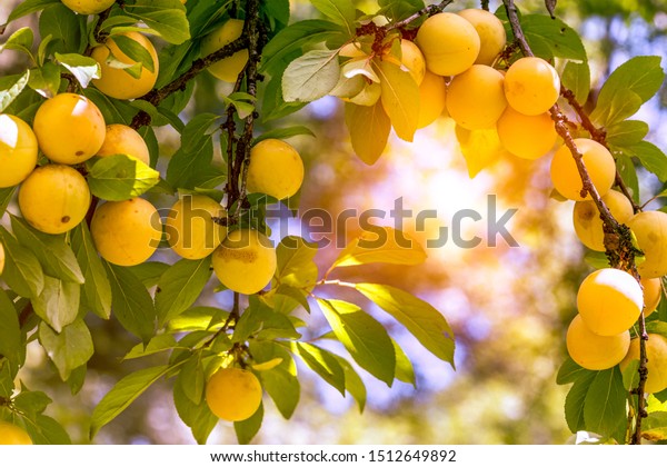 plum tree with ripe yellow\
plums