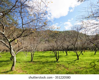 plum trees