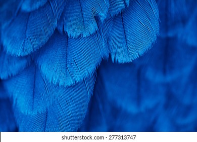 plumage background of bird close up