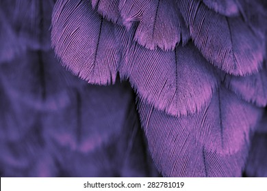 Plumage Background Of Bird Close Up