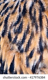 plumage background of eagle-owl closeup