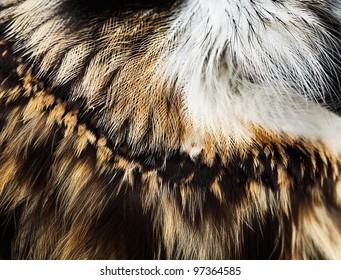 plumage background of Short-eared Owl
