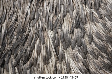 Plumage of an emu. Close up of brown plumage as a background.