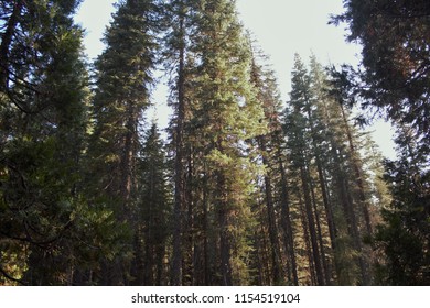 Plumas National Forest