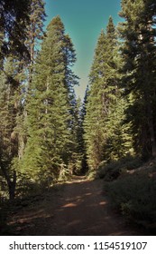 Plumas National Forest