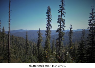 Plumas National Forest