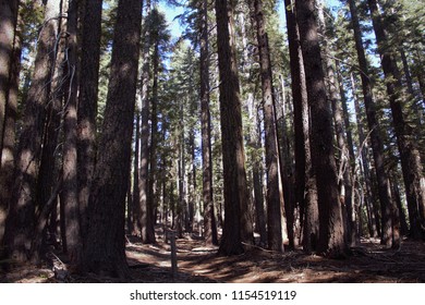 Plumas National Forest