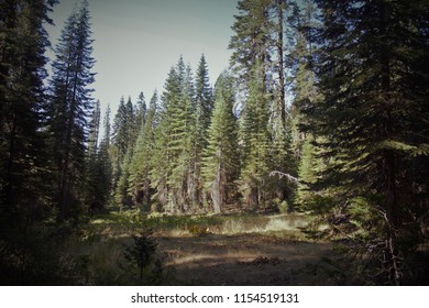 Plumas National Forest