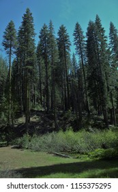 Plumas National Forest