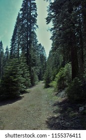 Plumas National Forest California