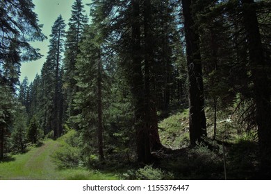 Plumas National Forest California