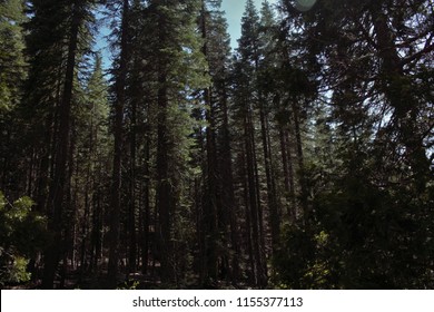 Plumas National Forest California