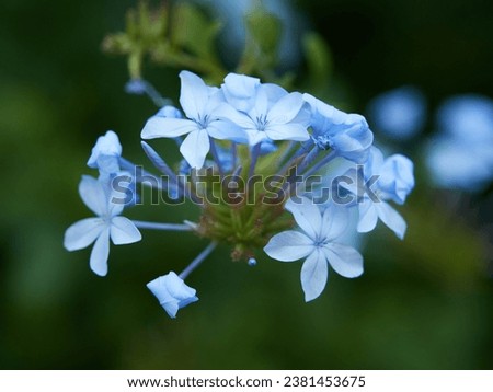 Plumbago auriculata, the Cape leadwort, blue plumbago or Cape plumbago, is a species of flowering plant in the family Plumbaginaceae, native to South Africa and Mozambique