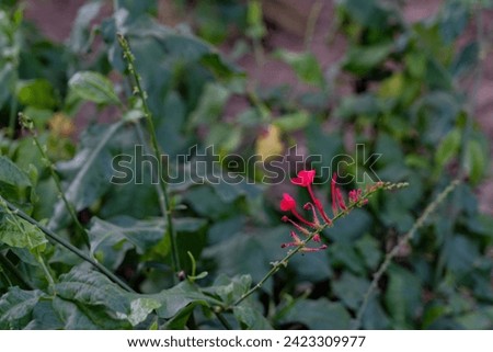 Plumbago indica, the Indian leadwort, scarlet leadwort or whorled plantain, species of family Plumbaginaceae, native to Southeast Asia, Indonesia, Philippines, Yunnan, inflammation, digestive disorder
