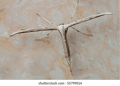 Plume Moth Familiar Pose Stock Photo 55799014 | Shutterstock