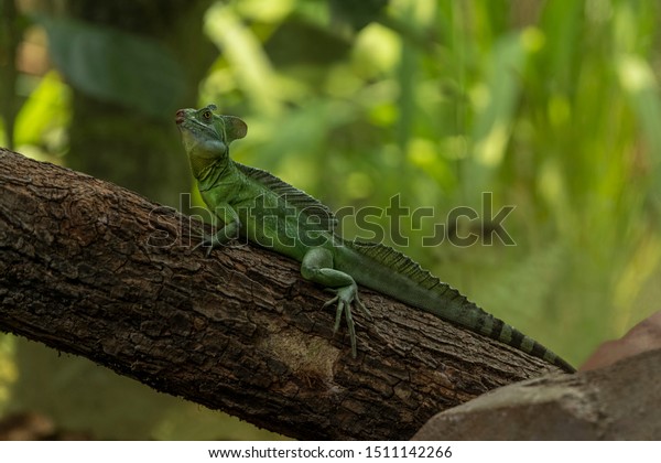 Plumed Basilisk Known Jesus Christ Lizard Stock Photo Edit Now