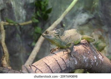 A plumed basilisk lying on the tree. The plumed basilisk (Basiliscus plumifrons) also called commonly the green basilisk, the double crested basilisk, or the Jesus Christ lizard.