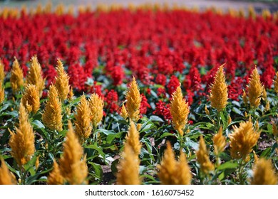 Plumed Cockscomb Or Celosia Argentea Or Feathery Amaranth In A Garden
