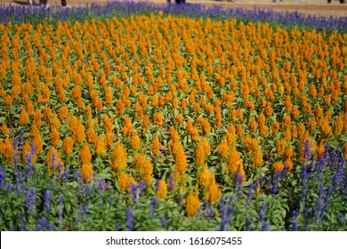 Plumed Cockscomb Or Celosia Argentea Or Feathery Amaranth In A Garden
