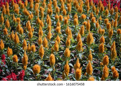 Plumed Cockscomb Or Celosia Argentea Or Feathery Amaranth In A Garden
