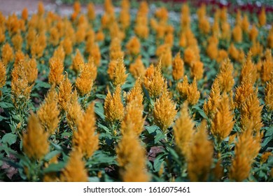 Plumed Cockscomb Or Celosia Argentea Or Feathery Amaranth In A Garden
