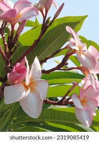 Plumeria acutifolia 
Frangipani 