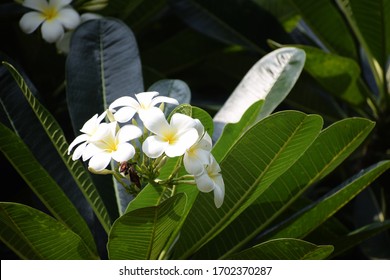 Plumeria Alba дерево