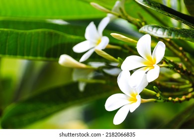 Plumeria Blooming In Bright Colors.