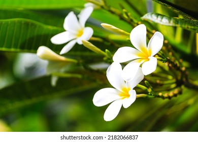 Plumeria Blooming In Bright Colors.