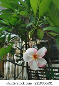 Plumeria Blooming In The Sun