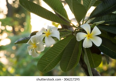 Plumeria Blossom On The Tree.