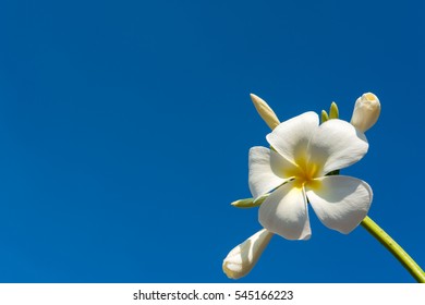 Plumeria / 
Blue Sky