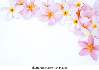 Plumeria For Border