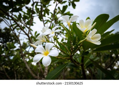 Plumeria is endemic trees of Mexico and Thailand and National flower of Laos. White Temple tree with Leaf green background in the garden.