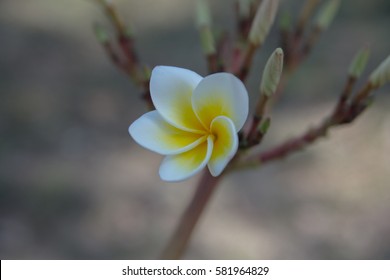 plumeria flower