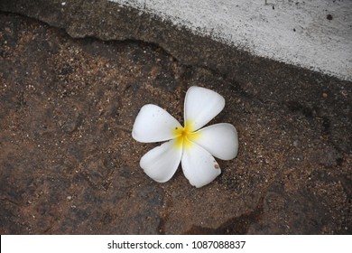 Plumeria Flower Araliya Stock Photo 1087088837 | Shutterstock