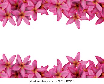 Plumeria Flower Background.