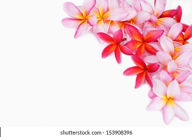 Plumeria Flower For Border