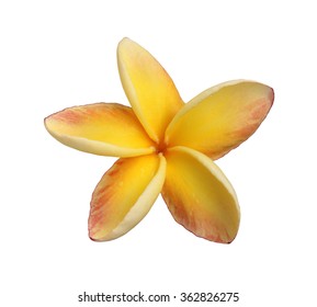 Plumeria Flower Isolated On White Background