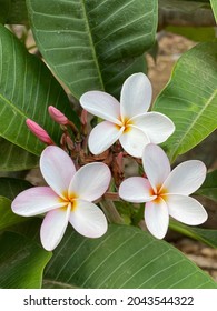 Plumeria Flower Kokocrater Botanical Garden Hawaii